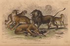 Big Cats