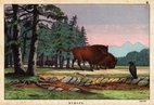 Aurochs
