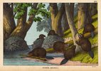 Beaver