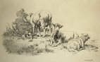 Sheep