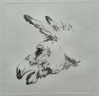 Donkey