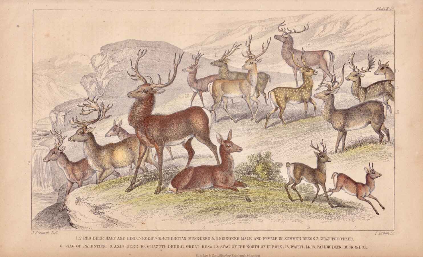 Deer