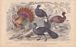 Turkey & Curassow