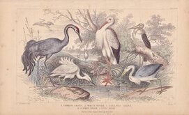 Crane & Stork