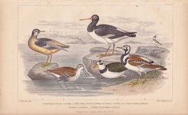 Waders