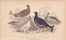 Grouse & Partridge