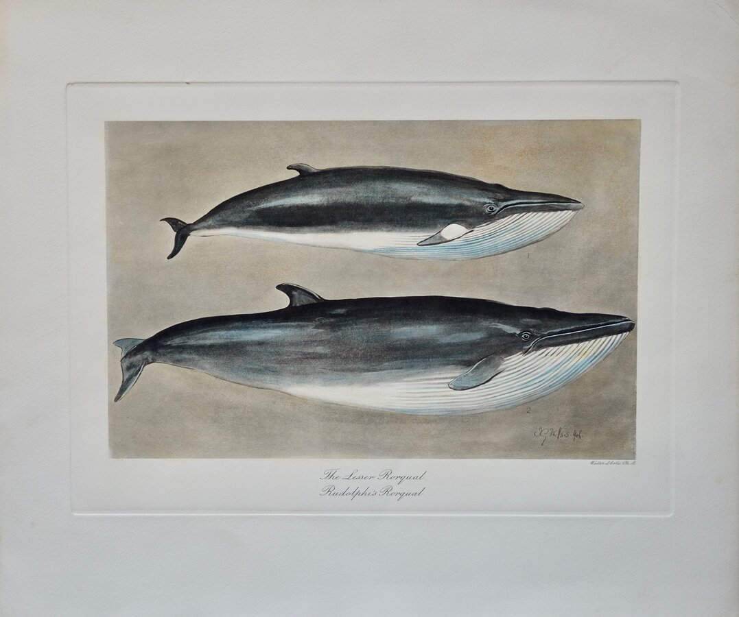 Minke and Sei Whales