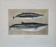 Minke and Sei Whales