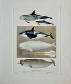 Rissos Dolphin Orca Beluga Narwhal