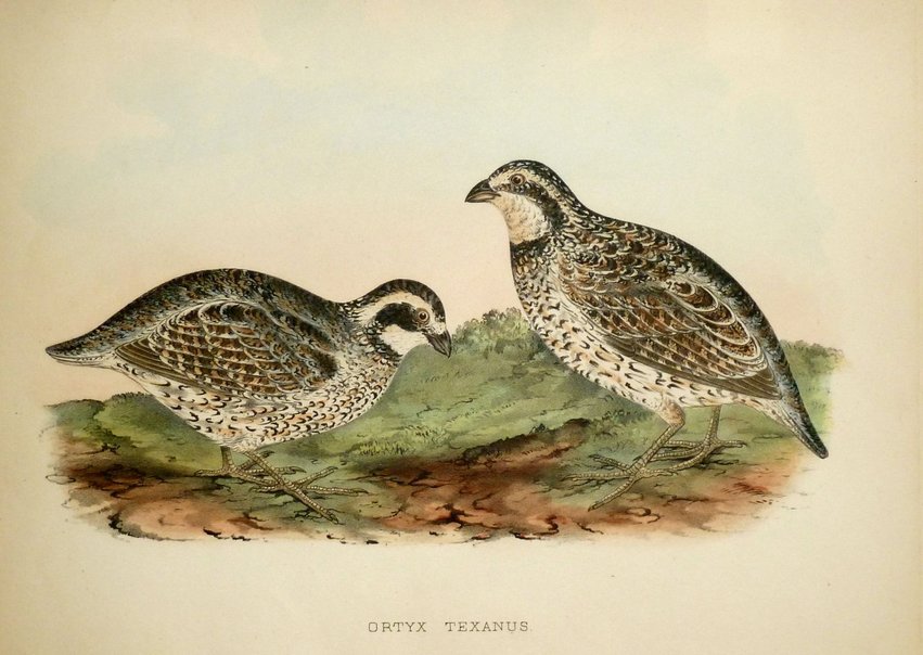 Texas Quail