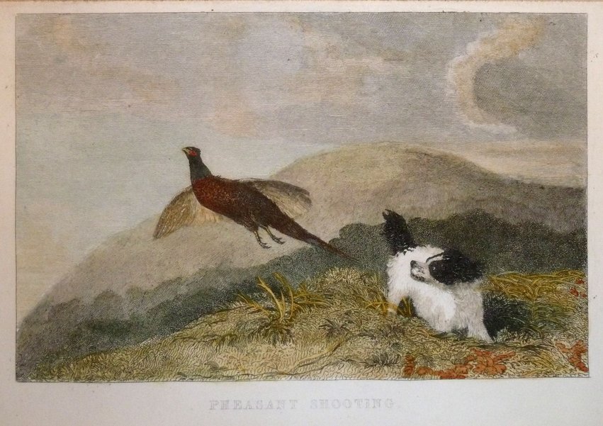 Pheasant 