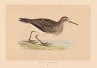 Pectoral Sandpiper