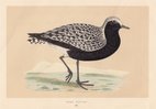 Grey Plover