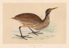 American Bittern