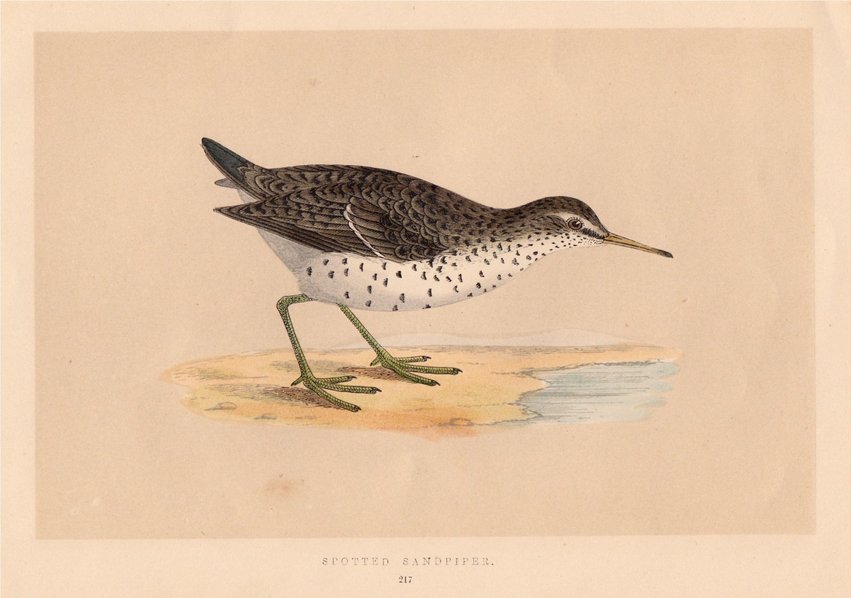 Spotted Sandpiper