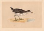 Spotted Sandpiper