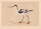 Avocet