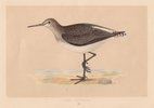 Green Sandpiper