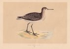 Wood Sandpiper