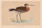 Black Tailed Godwit