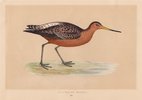 Bar Tailed Godwit