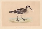 Broad Billed Sandpiper