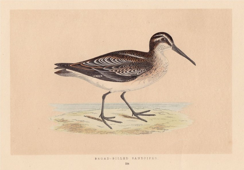 Broad Billed Sandpiper