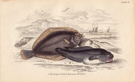 Flat Fish Flounder & Tadpole Cod
