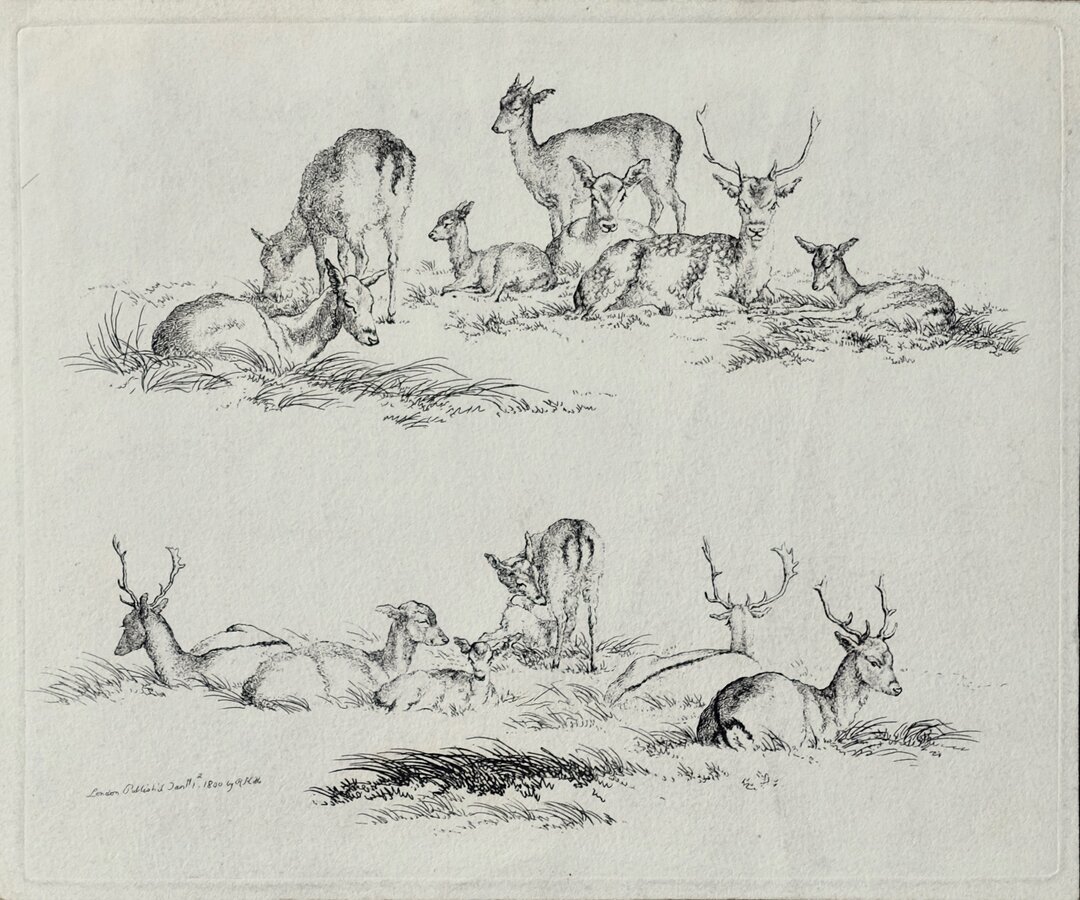 Deer 