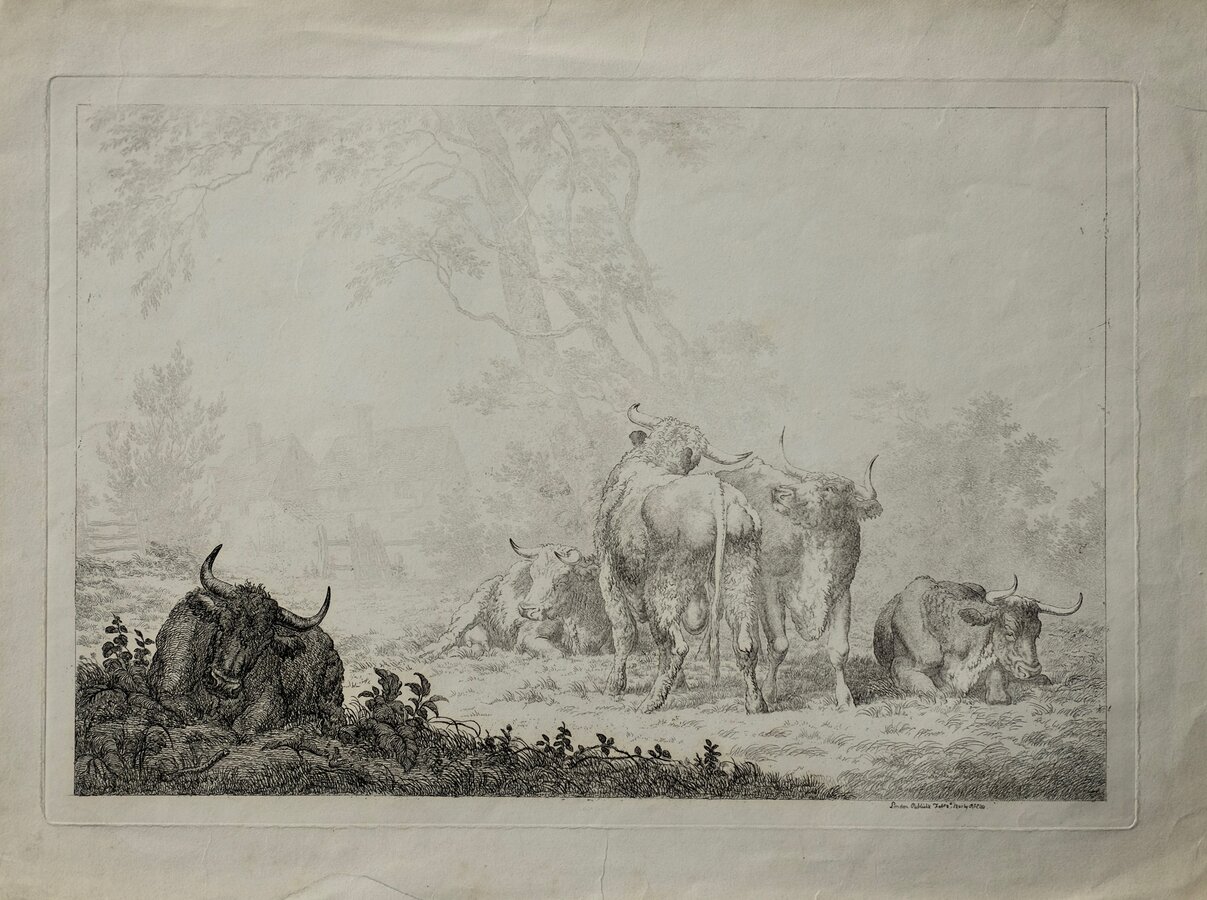Cattle
