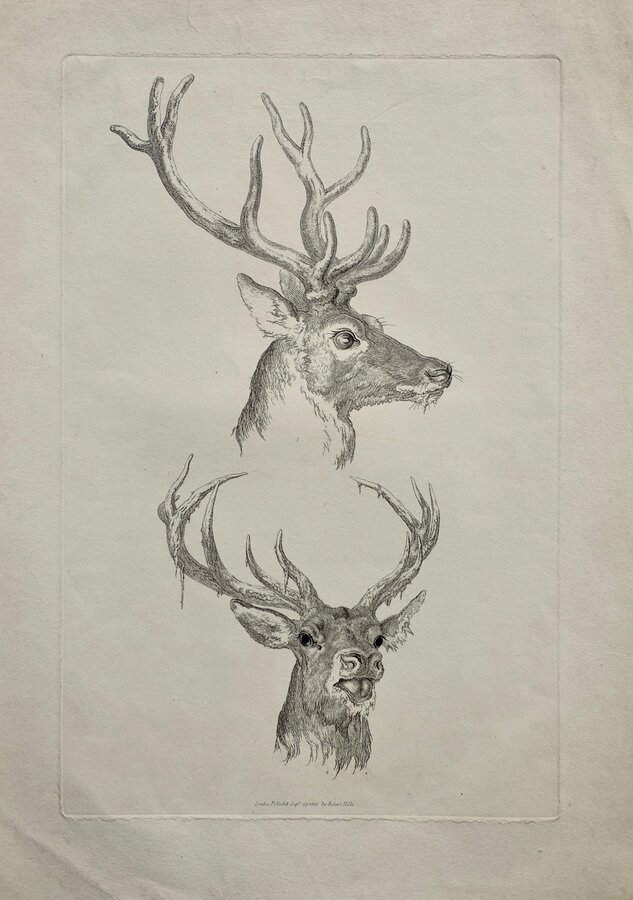 Deer 
