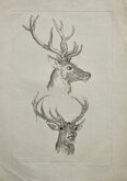 Deer 