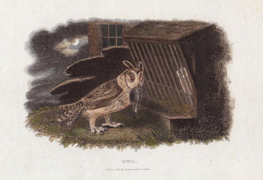Long Eared Owl
