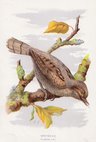 Wryneck 