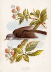 Whitethroat