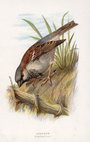 House Sparrow