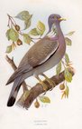 Barbary Dove