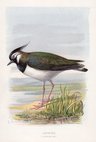 Lapwing