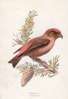 Crossbill