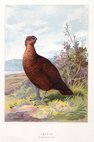 Grouse