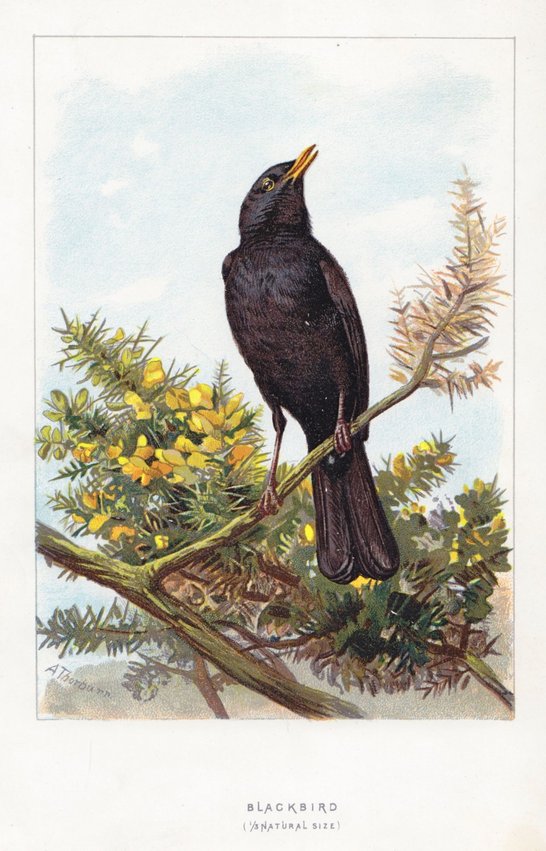 Blackbird