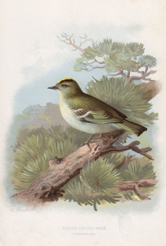 Goldcrest