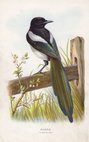 Magpie