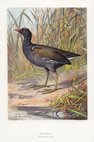 Moorhen