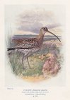 Curlew