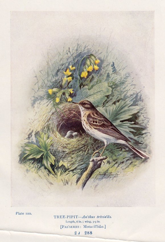 Tree Pipit