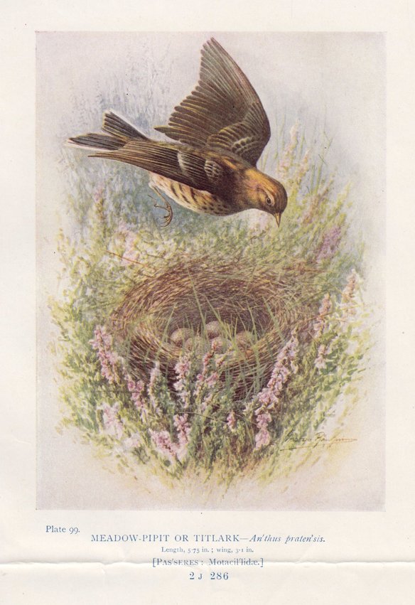 Meadow Pipit