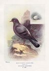 Rock Dove