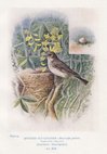 Spotted Flycatcher