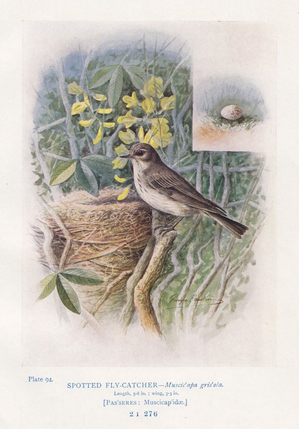 Spotted Flycatcher